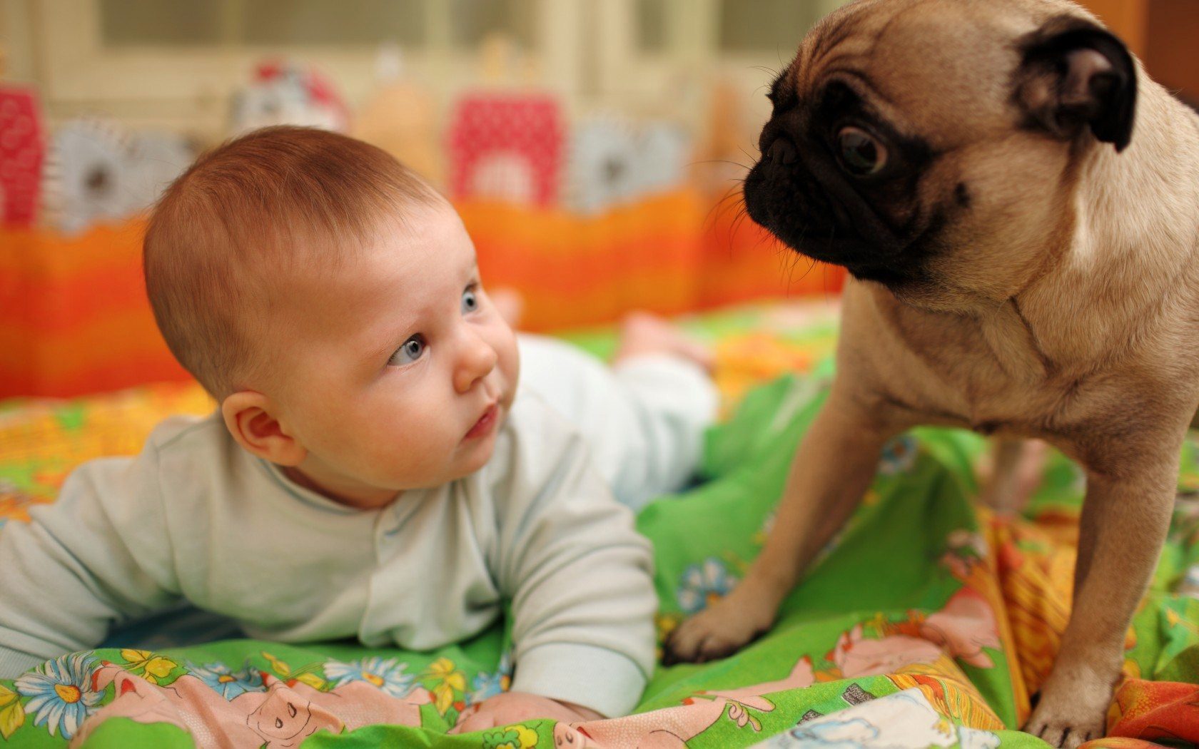 dog and baby