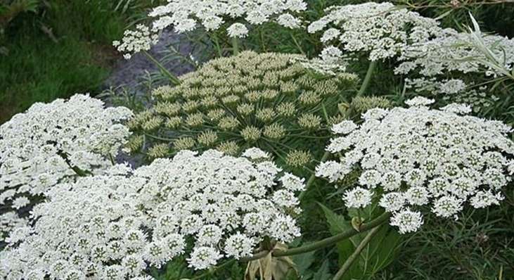 نبتة خطيرة حذار أن يلمسها طفلك