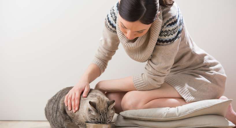 نصائح لتشجيع القطط المريضة على الاكل