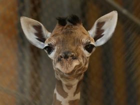 لماذا كسحت الزرافات صفحات الفيسبوك؟