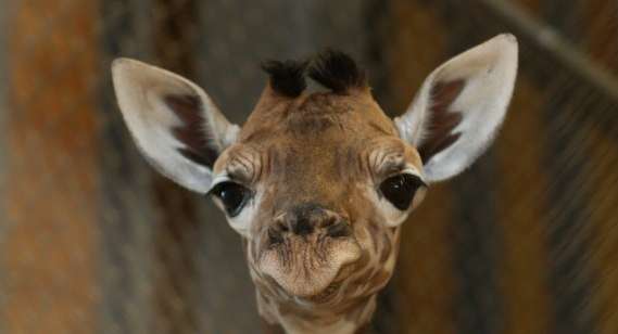 لماذا كسحت الزرافات صفحات الفيسبوك؟