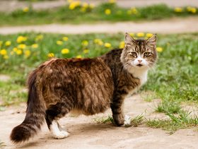 كيف اعرف ان قطتي حامل