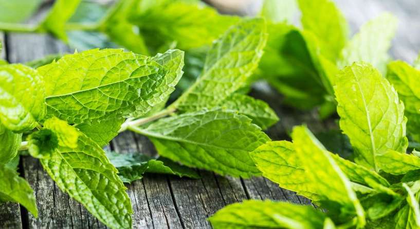 فوائد النعناع للبطن