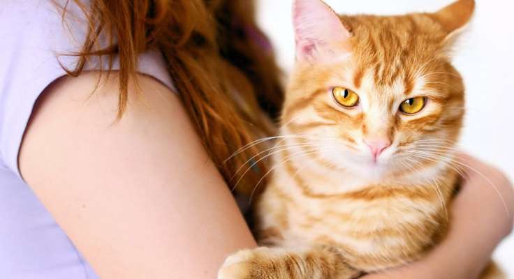 إختبار للشخصية من خلال صور القطط