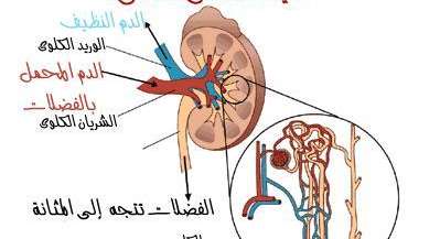 الكلى: وظائفها وأسباب فشلها