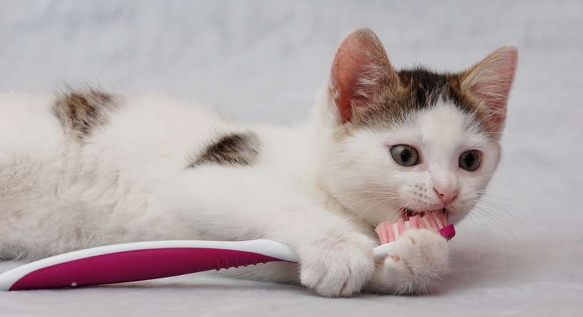 نصائح حول كيفية العناية بصحة القطط ونظافتها