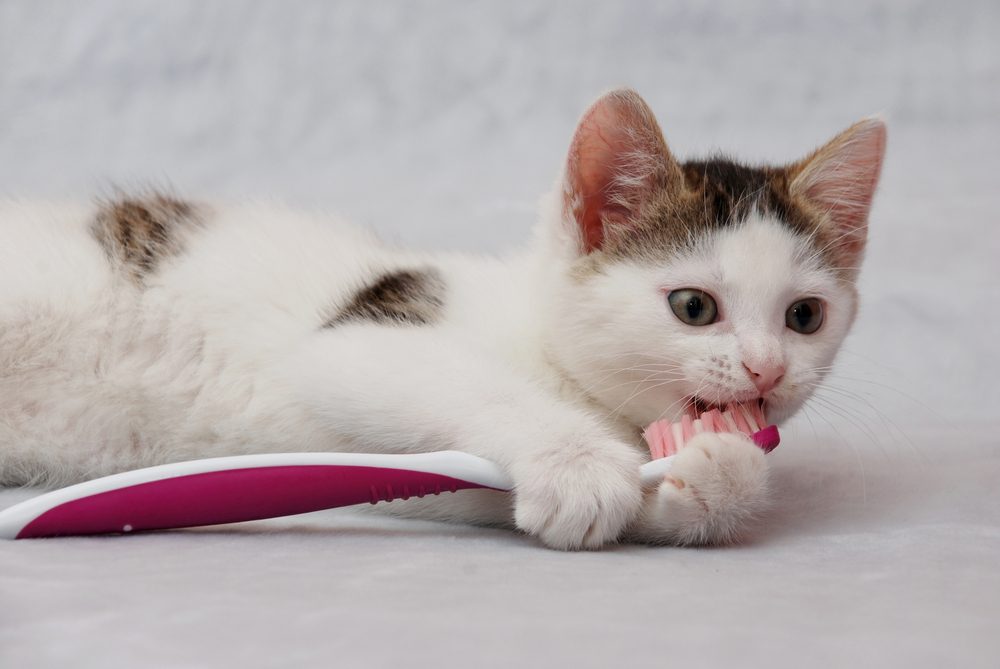 نصائح حول كيفية العناية بصحة القطط ونظافتها