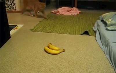خوف القطط من الموز