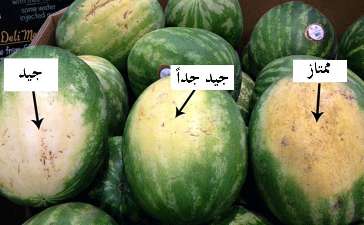 هذه البقعة على البطيخ تحدد جودتها