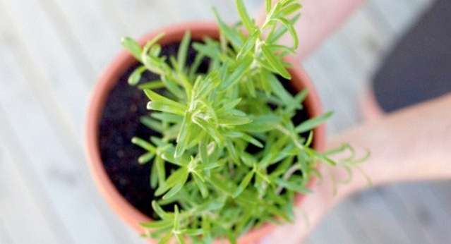 Plant, Potted Plant, Vase