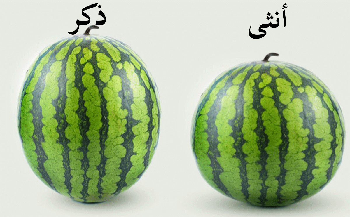 البطيخ ذكر و أنثى