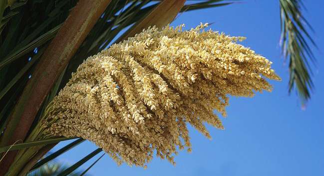 Plant, Food, Vegetable
