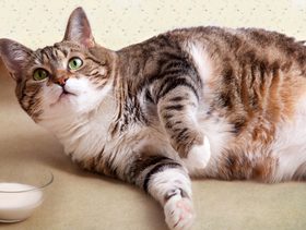 نصيحة حول ضرورة التوقف عن تقديم الحليب للقطط بعد الفطام