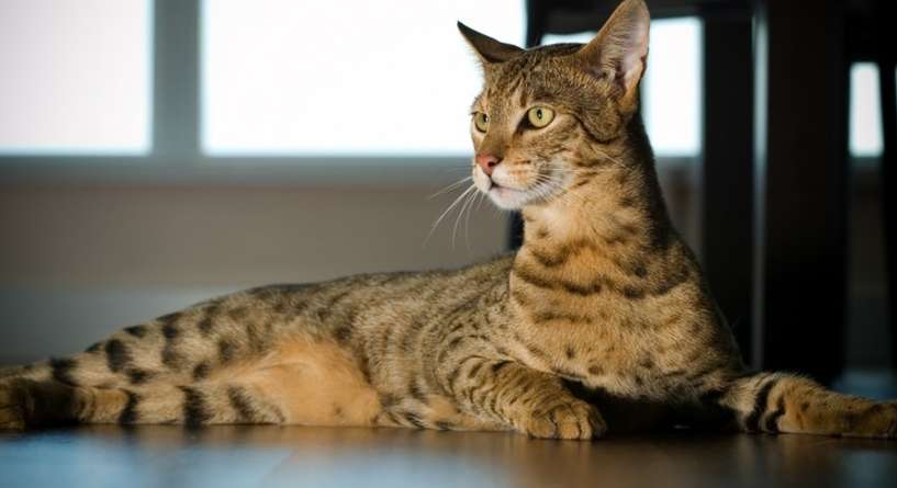 أسعار الحيوانات الأبهظ في العالم