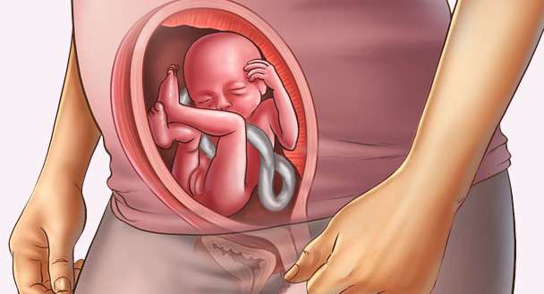 الحمل ومراحل نمو الجنين في الأسبوع الحادي والعشرين
