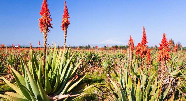 Plant, Aloe, Agavaceae