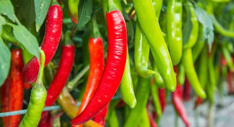 حقائق ومعلومات غريبة عن بعض الاطعمة