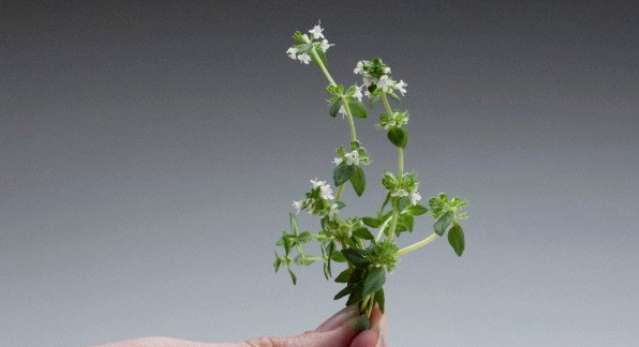 Plant, Person, Human