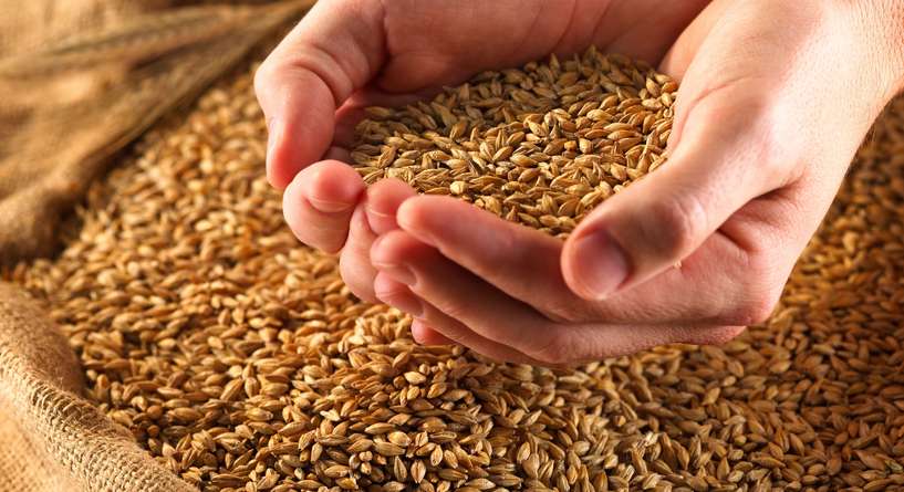 نصيحة غذائية عن فوائد القمح الكامل