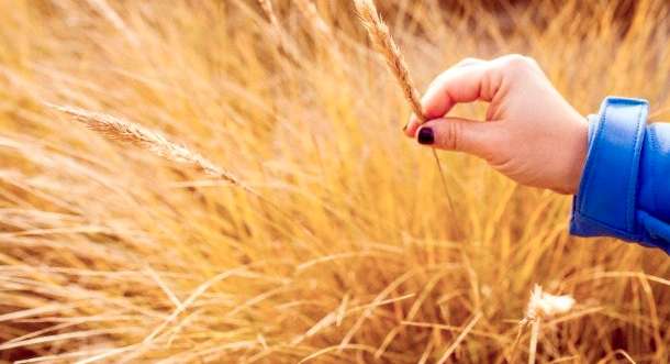 Plant, Grain, Produce