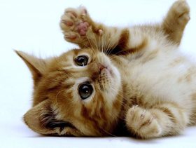 كيفية فطام الهرة الصغيرة من الحليب إلى الطعام الجاف