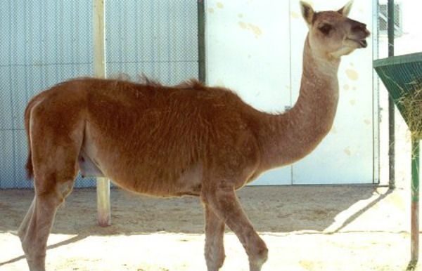 صور أغرب أنواع الحيوانات المهجنة