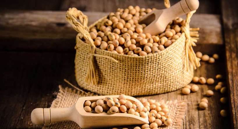 فوائد فول الصويا للتسمين