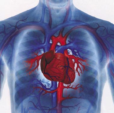 إكتشاف الجينات التي تتسبب بأمراض القلب