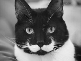 صور فراء قطط غريب جدا