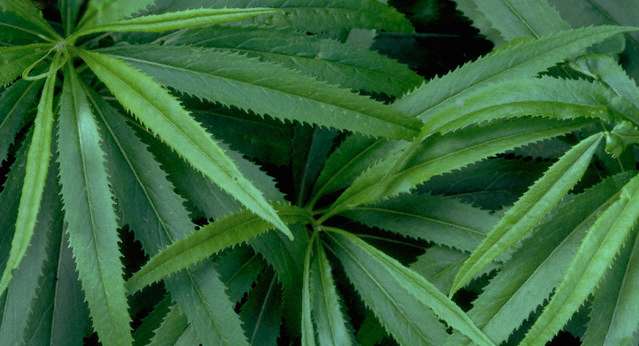 Plant, Leaf, Hemp