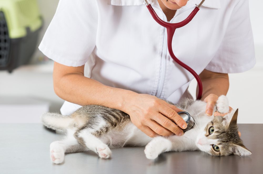 اعراض صحية تستدعي اخذ القطط الى الطبيب البيطري