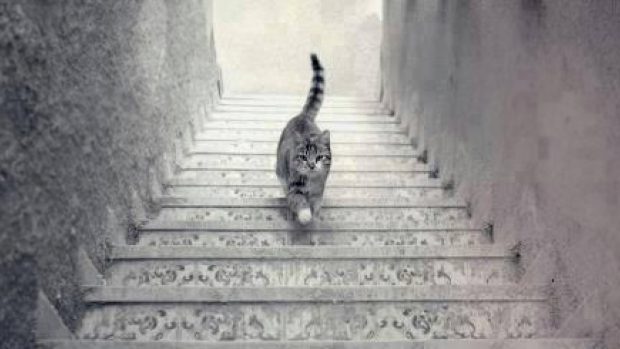 خدعة بصرية لقط يتوجه صعوداً أو نزولاً على السلالم