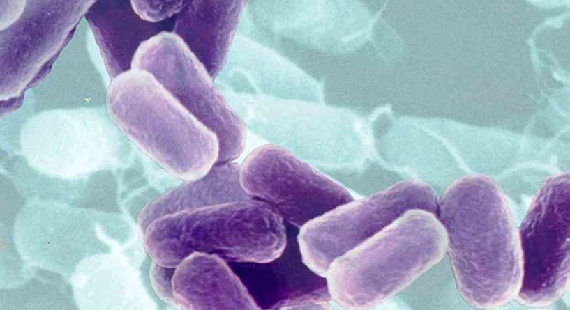 ما هي بكتيريا "E.Coli"