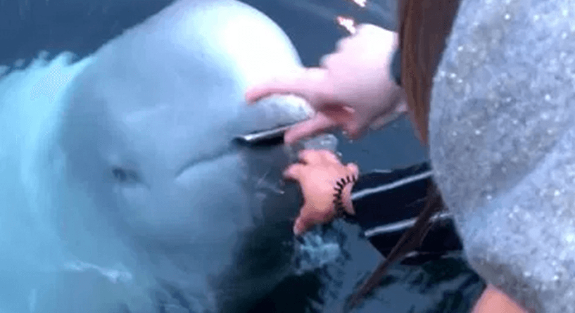 فيديو طريف لحوت يتصرف بشهامة مع أحد السياح