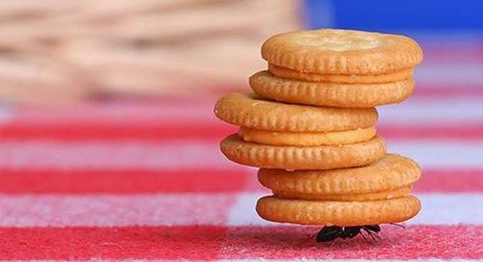 تفسير رؤية النمل في المنام
