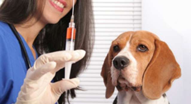 تعريف، أعراض، و تفاصيل داء الكلب