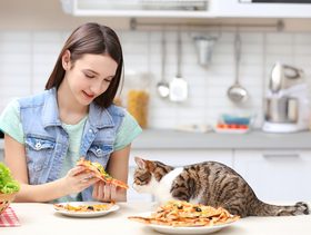 ماذا تاكل القطط من طعام البيت