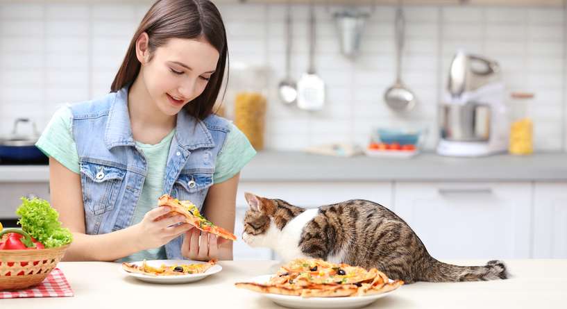 ماذا تاكل القطط من طعام البيت