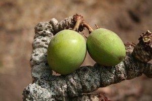 لبشرة شابة عليكِ بزبدة الشيا