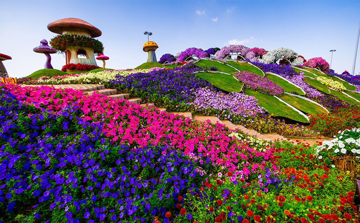 حديقة الزهور في دبي 