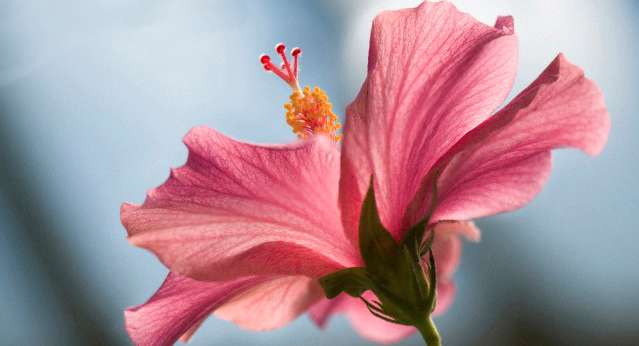 Plant, Flower, Blossom