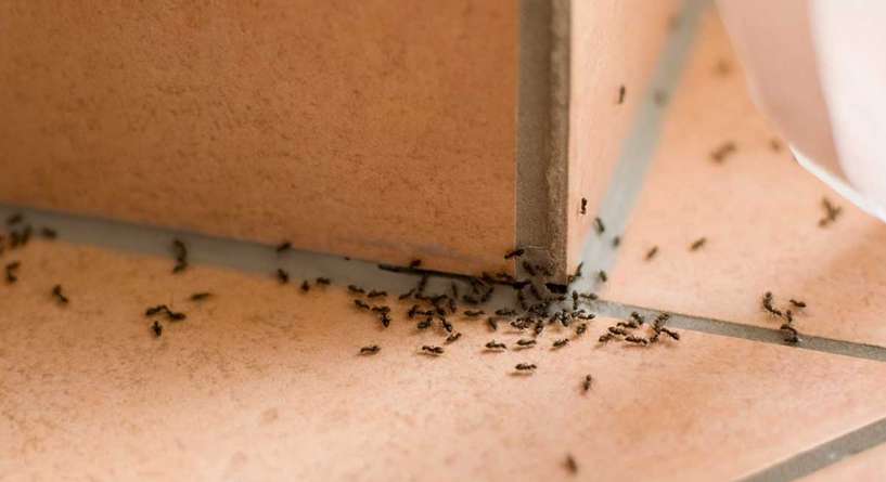 كيفية القضاء على النمل في المنزل نهائيا