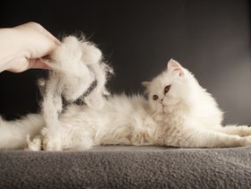 نصيحة حول كيفية التخلص من الشعر المتساقط من القطط