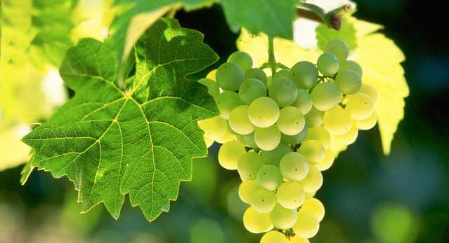 Plant, Grapes, Fruit