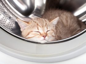 نصيحة حول كيفية تحت التصرف عند العثور على القطة في الغسالة