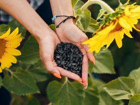 تعرفي الى فوائد حب دوار الشمس للجنس والصحة بشكل عام!