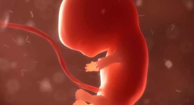بالفيديو كيفية تكوين الجنين خلال اول اسبوعين من الحمل