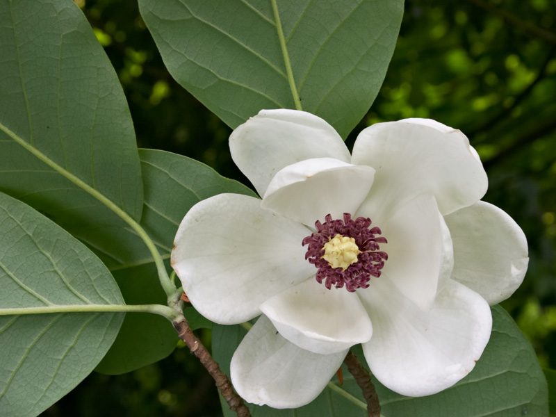 magnolia