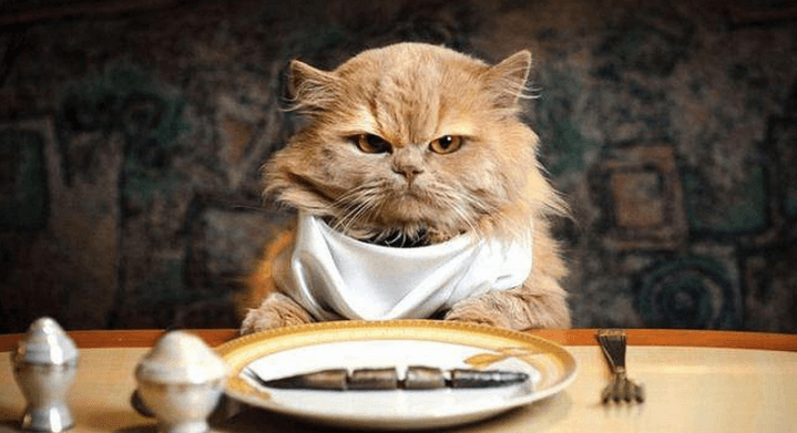 حيل للتعامل مع القطة النيقة في الأكل
