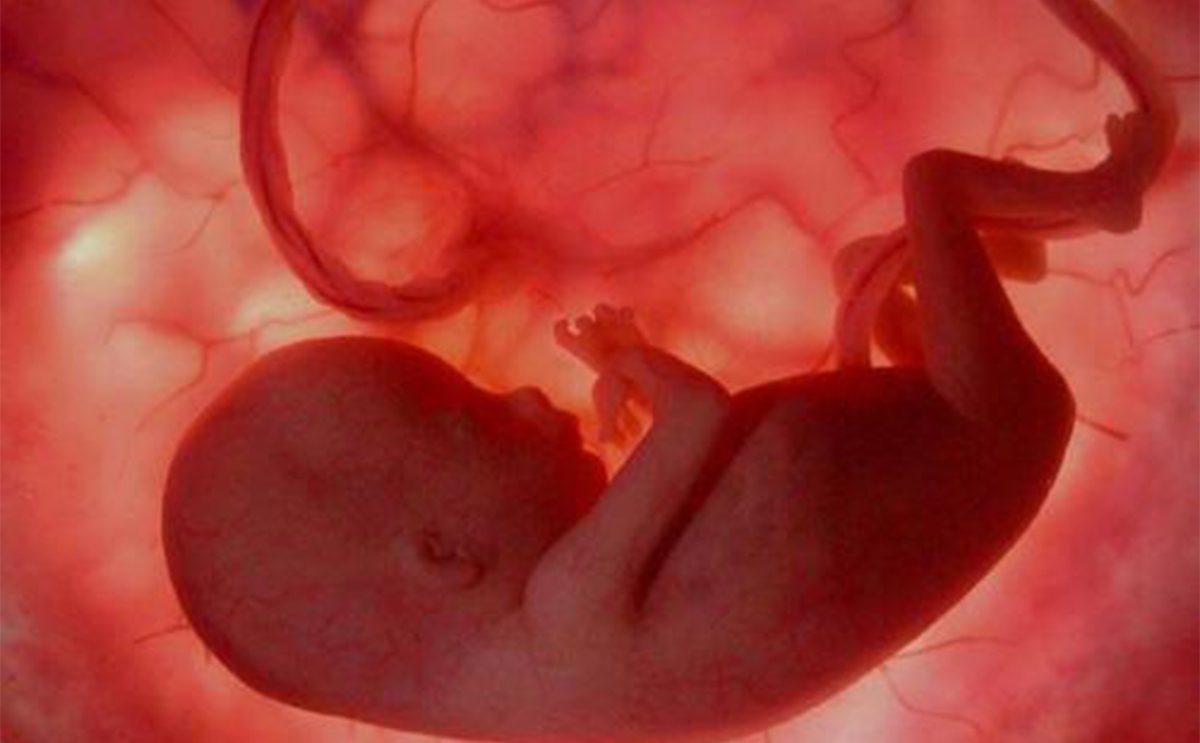 حجم الجنين في الشهر الخامس بالصور